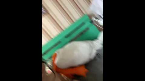 Media: milkssweeet Bongacams 2023-09-02 11:40:00
