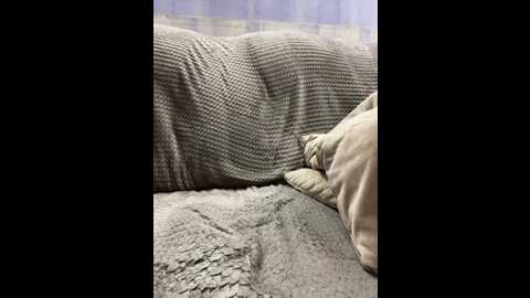 Media: ellidi Bongacams 2023-09-15 05:22:00