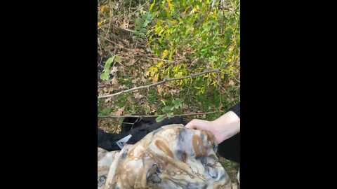 Media: nicoledaniell Bongacams 2023-11-12 06:42:00