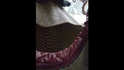 Media: editamilf Bongacams 2024-11-04 03:53:00