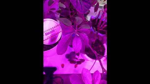 Media: hotpepper_sweetpepper Bongacams 2024-11-27 06:10:00