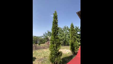 peachgirl @ bongacams on 20250611