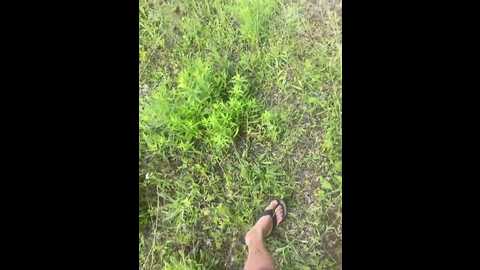 xyligana @ bongacams on 20250624