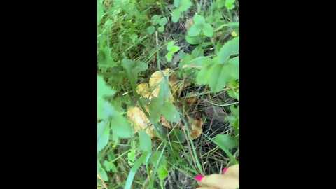 Media: girls_leia Bongacams 2025-07-09 08:19:00