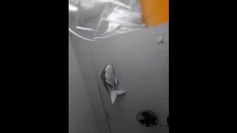 kit54321 @ bongacams on 20250806