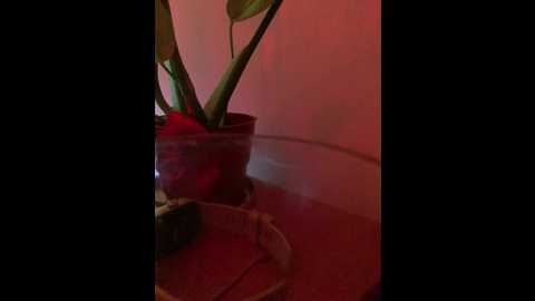 Media: honeykj Bongacams 2025-09-09 01:00:00