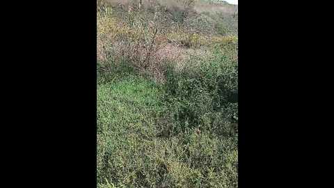 Media: crazylady1 Bongacams 2025-09-25 08:50:00