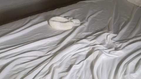 Media: littlegreekflower Chaturbate 2023-09-12 02:52:00