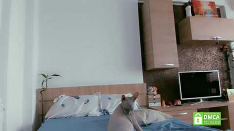 Media: belovedkhlloe Chaturbate 2023-09-25 13:07:00