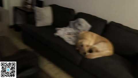 Media: ari_lovexo Chaturbate 2023-09-27 01:56:00