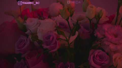 Media: taanni_bc Chaturbate 2023-10-08 06:22:00