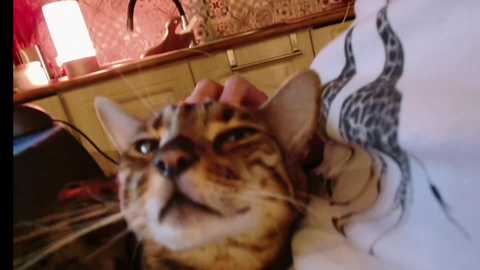 Media: bitter_moon Chaturbate 2023-10-14 00:19:00