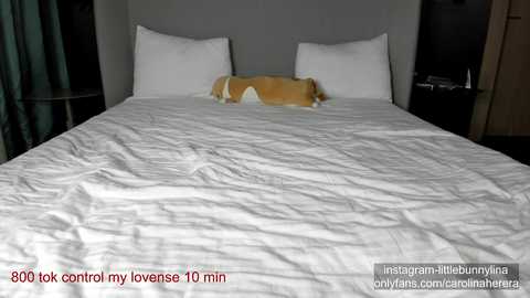 Media: carolinaherera Chaturbate 2023-11-10 19:41:00