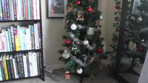 Media: ellynaomi Chaturbate 2023-11-22 18:47:00