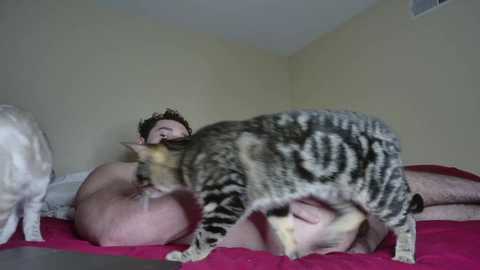 Media: alphazack14 Chaturbate 2023-12-02 10:12:00