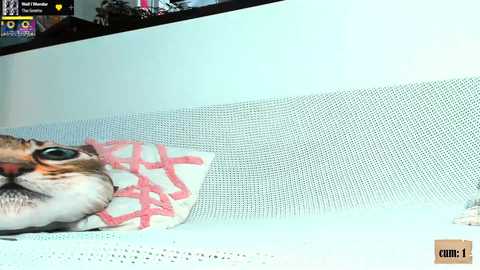 Media: sonjashy Chaturbate 2023-12-11 07:37:00