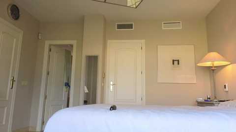 Media: catanddickxxx Chaturbate 2024-02-01 15:38:00