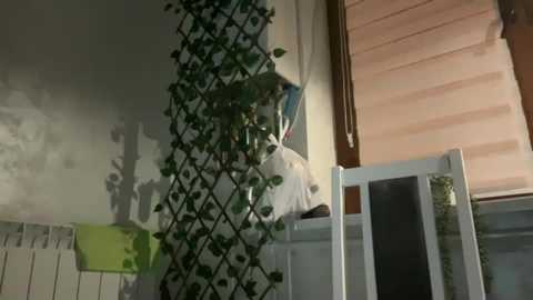 Media: patry333 Chaturbate 2024-02-12 17:29:00