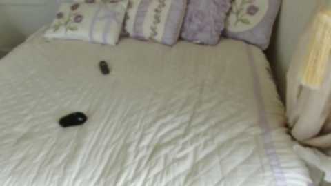 Media: littlegreekflower Chaturbate 2024-03-31 16:49:00