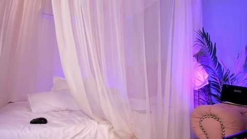 Media: liia_sweett Chaturbate 2024-09-26 18:53:00