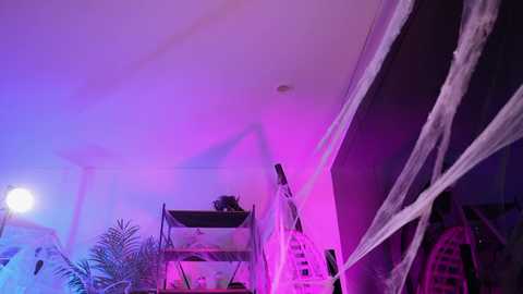 Media: goth_dolll Chaturbate 2024-10-09 00:02:00
