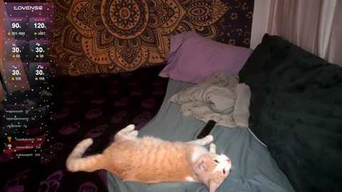 Media: laylas_universe Chaturbate 2024-10-13 07:38:00