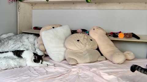 Media: fit_american_girl Chaturbate 2024-12-14 06:51:00