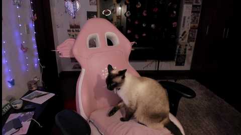 offimila @ chaturbate on 20250305