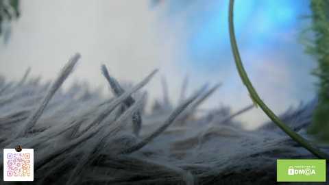 Media: pinkncrazy Chaturbate 2025-03-09 21:45:00
