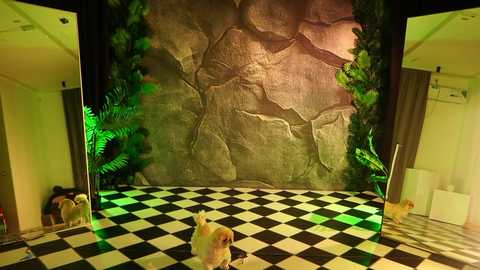 _meganmeow_ @ chaturbate on 20250601
