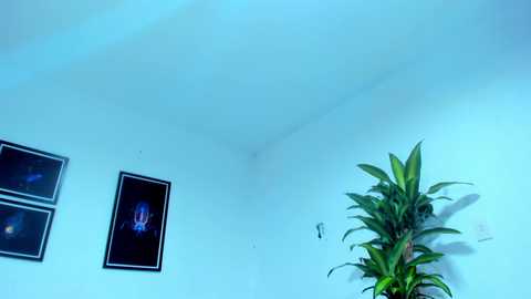 silvabranko @ chaturbate on 20250608