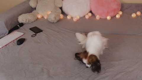 magic_touch_ @ chaturbate on 20250611