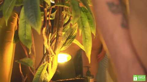midnight__whisper @ chaturbate on 20250619