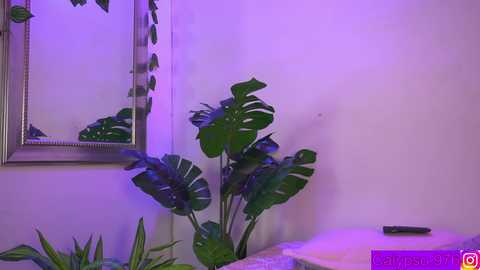 calypso_and_ge1 @ chaturbate on 20250620