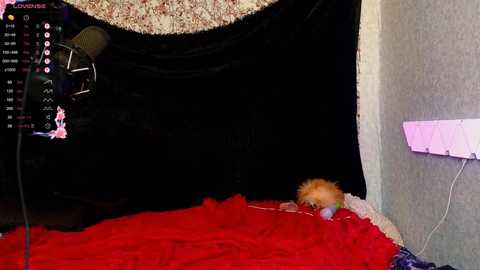 Media: demmi_foxy Chaturbate 2025-07-03 14:34:00