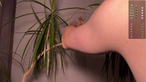 aronyou_win @ chaturbate on 20250709