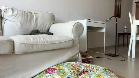 palaustudio @ chaturbate on 20250714