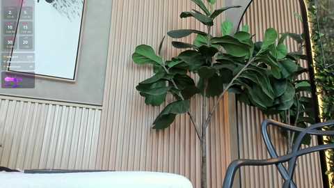 nina_soul @ chaturbate on 20250817
