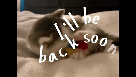 bella_gasp