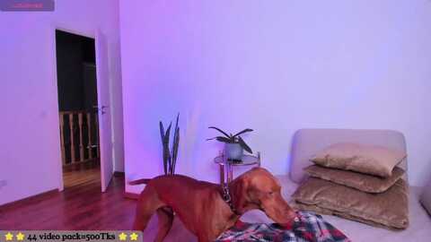 Media: fire_ice_emma Myfreecams Invalid Date