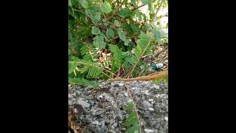 mom___dad @ stripchat on 20230828