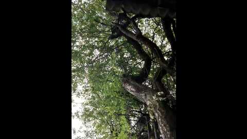Media: night_dreams Stripchat 2023-09-12 09:22:00