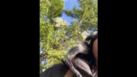 Media: alisadave Stripchat 2023-09-17 07:41:00