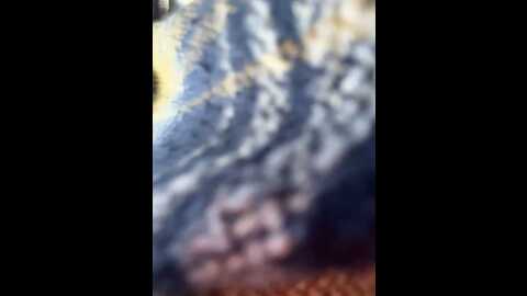 Media: legally_blonde Stripchat 2023-09-22 09:09:00