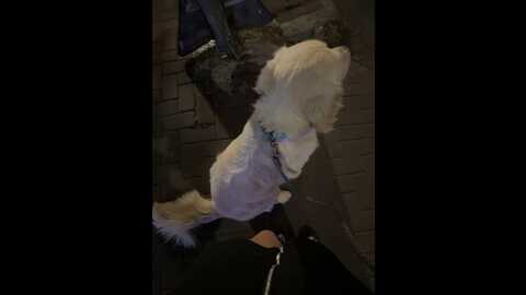 Media: charmingruby Stripchat 2023-10-01 01:44:00