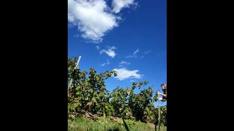 zorii_love @ stripchat on 20231008