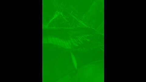 Media: wet__bunny Stripchat 2023-10-14 13:15:00