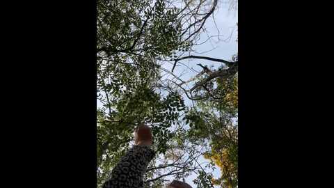Media: sweetladyn Stripchat 2023-10-21 12:32:00