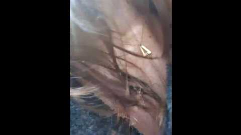 Media: eveangelll Stripchat 2023-11-06 12:13:00