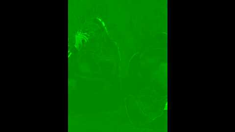 Media: sweetladyn Stripchat 2023-11-08 13:56:00